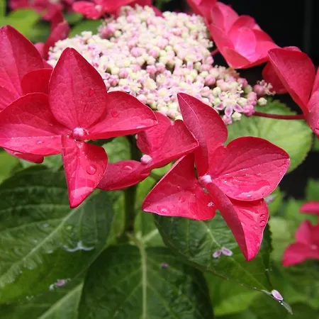 Prantner 2* Innsbruck